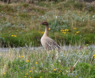 Spetsbergsgås