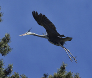 Grahager_20210406_1038