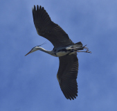 Grahager_20210406_1100