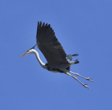 Grahager_20210406_1100_04