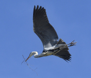 Grahager_20210406_1101_03