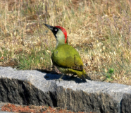 Gröngöling