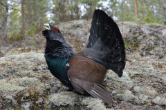 Tjäder