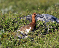 Fjällripa