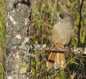 4_Lavskrika_20171014_1300_02
