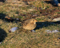 Hedpiplärka