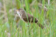 Rörsångare