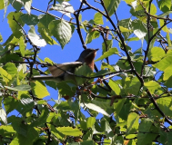 Rödstrupig sångare