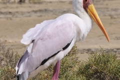 Ibisstork