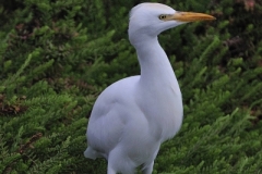 Kohäger
