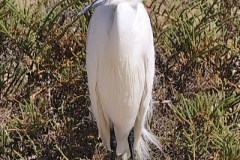 Silkeshäger