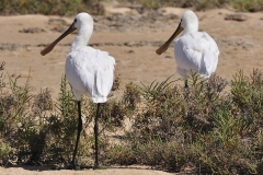 Skedstork