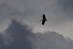 Vit stork