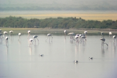 Flamingo
