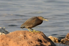 Mangrovehäger