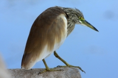 Rallhäger