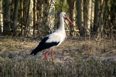 Vit stork