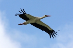Vit stork
