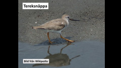 Tereksnäppa