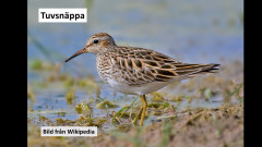 Tuvsnäppa