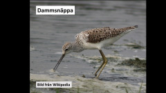 Dammsnäppa