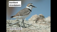 Svartbent strandpipare
